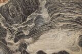 Polished Stromatolite (Acaciella) from Australia - MYA #208197-1